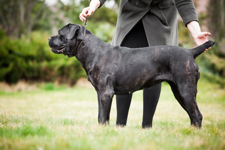 Кане Корсо щенок