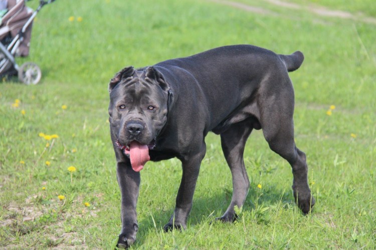 Корсак собака