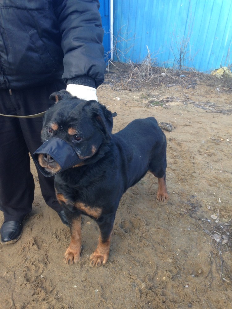 Ротвейлер Чоп