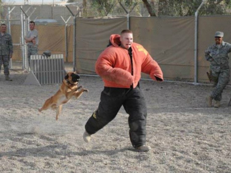 Кинологи аэропорт Домодедово