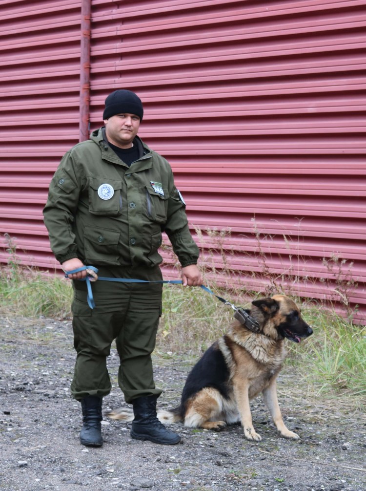 Служебные собаки караульные