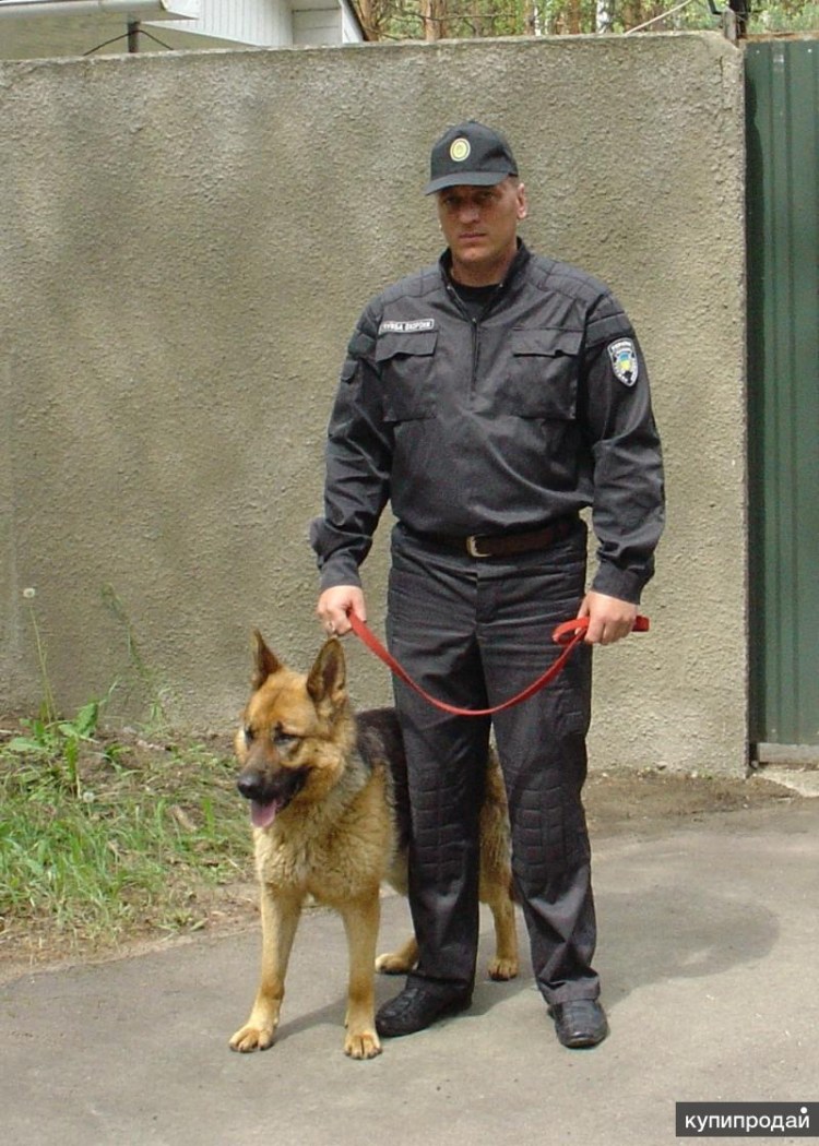 Собаки охранники