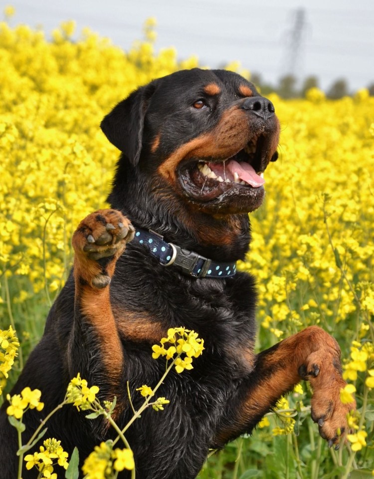 ГТА 5 Франклин с собакой