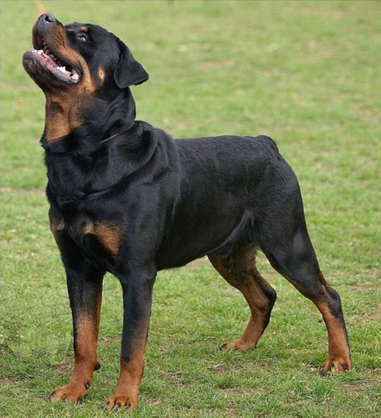 Чоп Булат Выкса