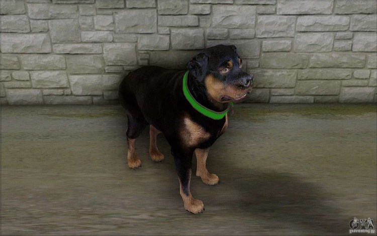 GTA 5 ротвейлер