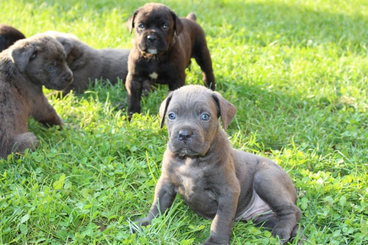 Купить ЧОПА собака