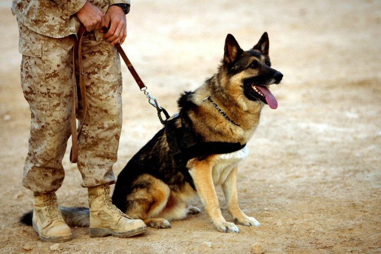 Трофименко кинология