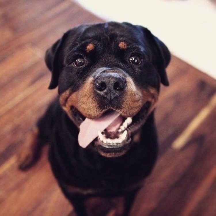 Собака ротвейлер Чоп