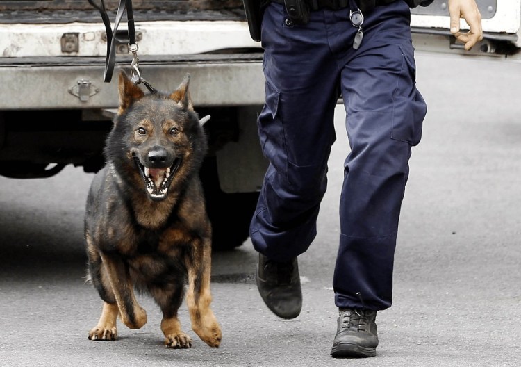 Пес охранник