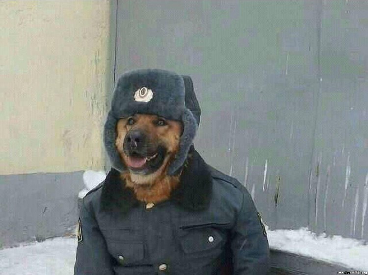 Золотистый ротвейлер щенки