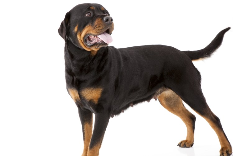 Ротвейлер кобель в полный рост