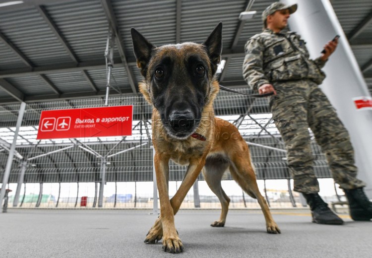 Немецкая овчарка охрана