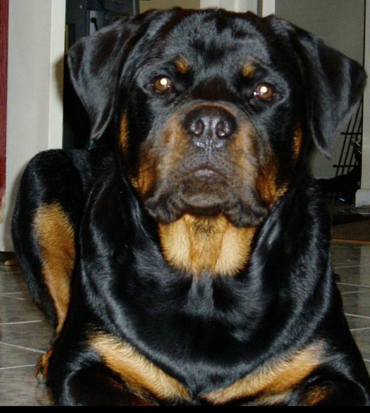 Джон ротвейлер