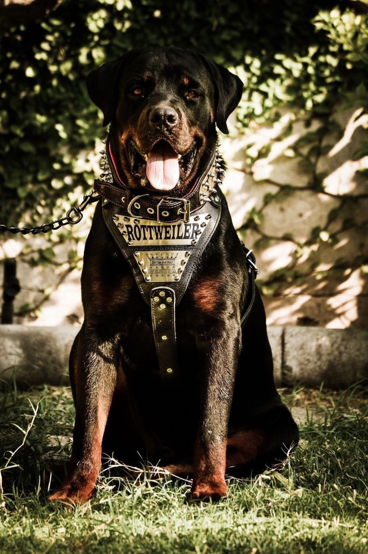 Малинуа и ротвейлер