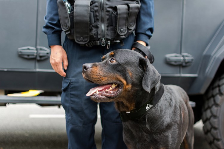 Патруль полиции с ротвейлером