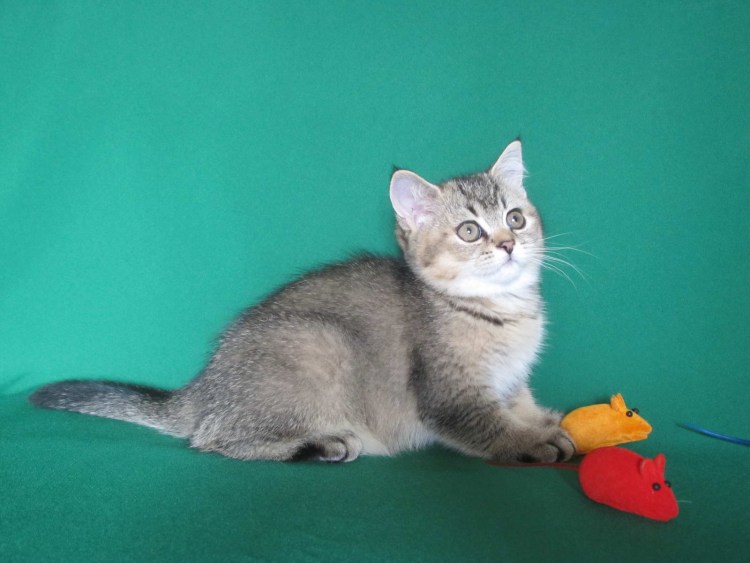 Золотой тикированный британец табби