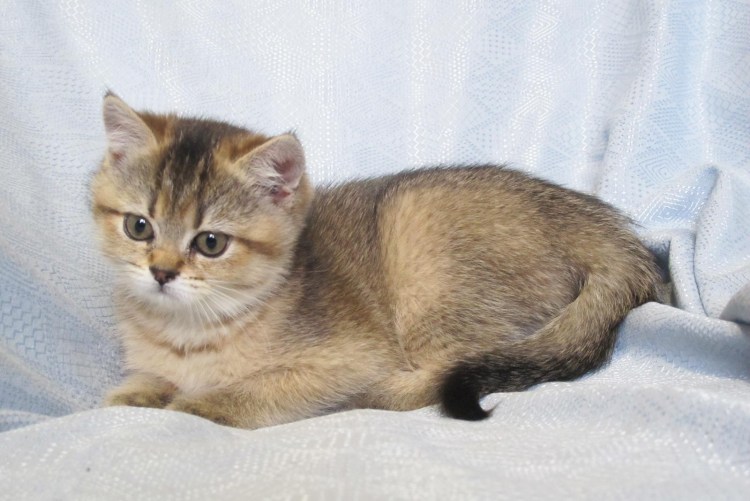 Тикированные британские котята