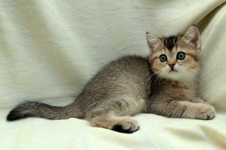 Британская шиншилла Золотая тикированная