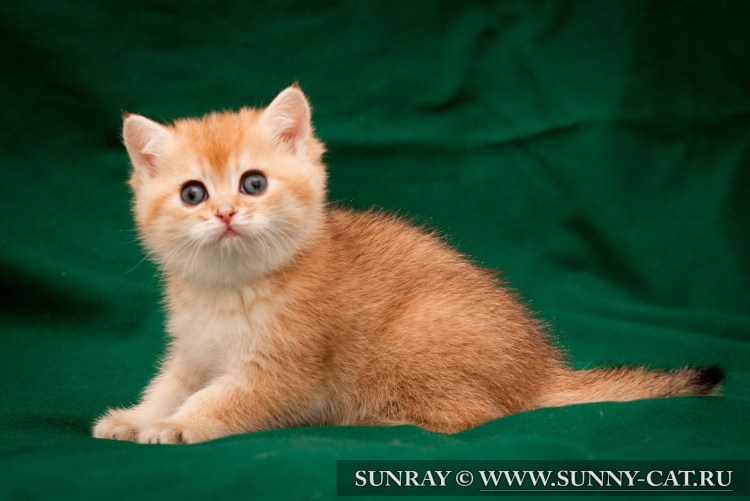 Золотая тикированная шиншилла