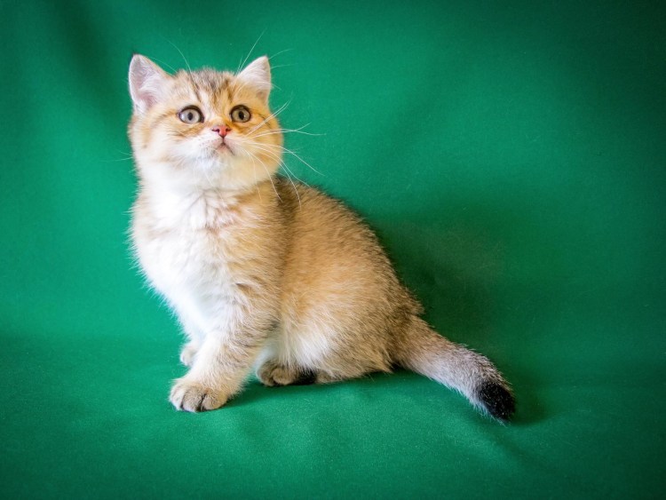 Короткошёрстный британец окраса ny25