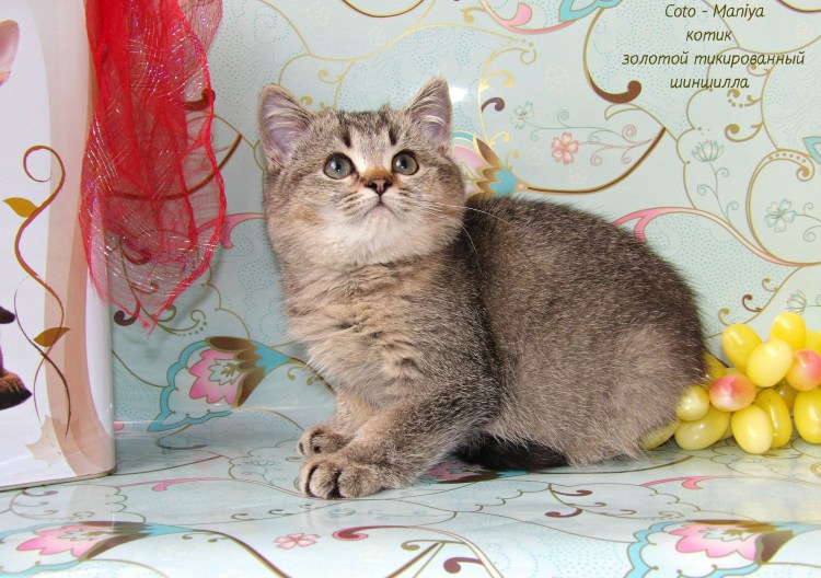 Sunny Cat питомник