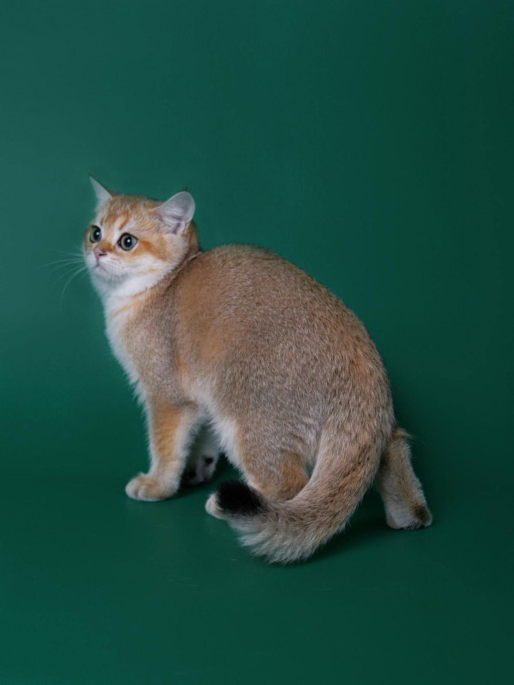 Шотландская Золотая тикированная шиншилла