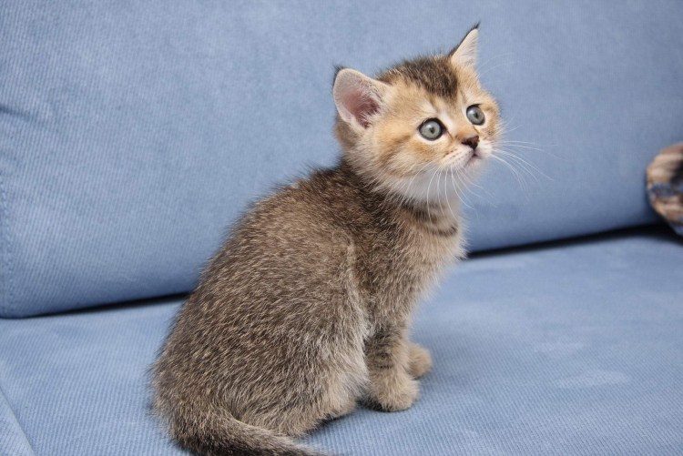 Британская шиншилла Золотая тикированная