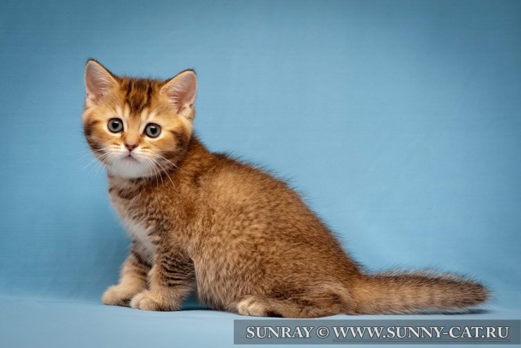 Окрас ny25 Шотландская