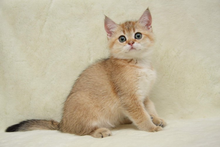 Циннамон тикированный