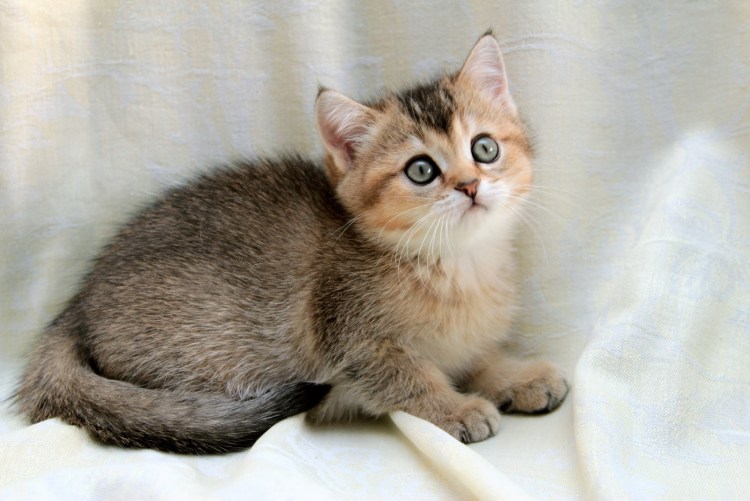 Голубая Золотая тикированная шиншилла