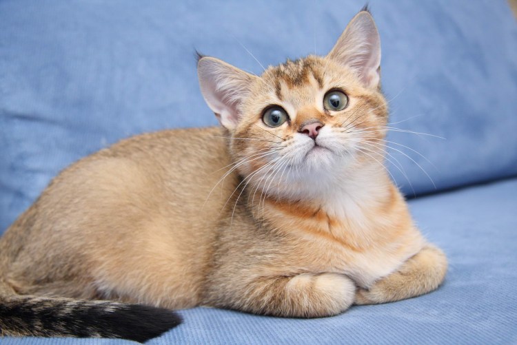 Циннамон тикированный