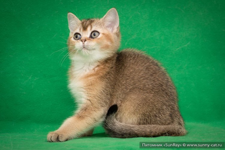 Черный тиккированный табби