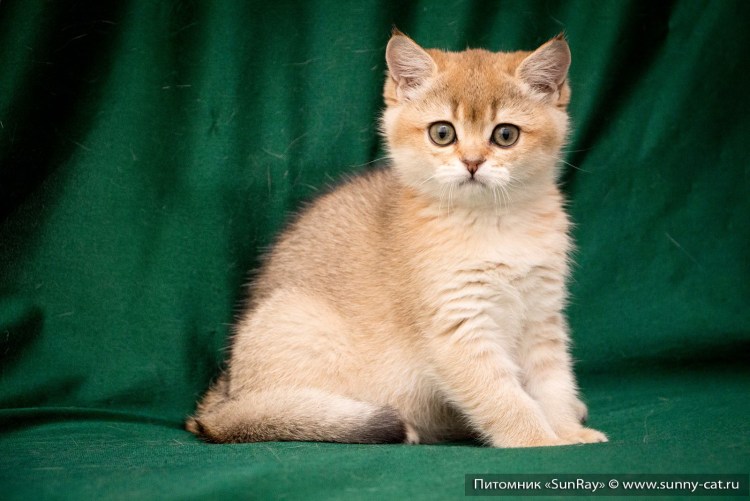 Шотландская Золотая тикированная шиншилла