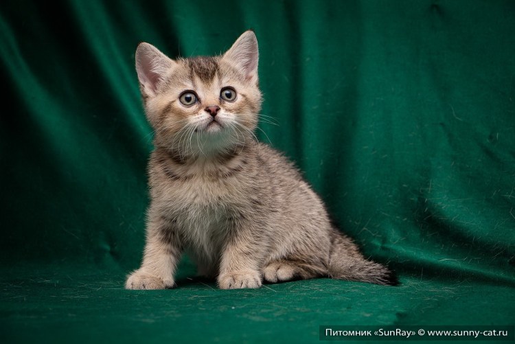 Британская Золотая затушеванная шиншилла