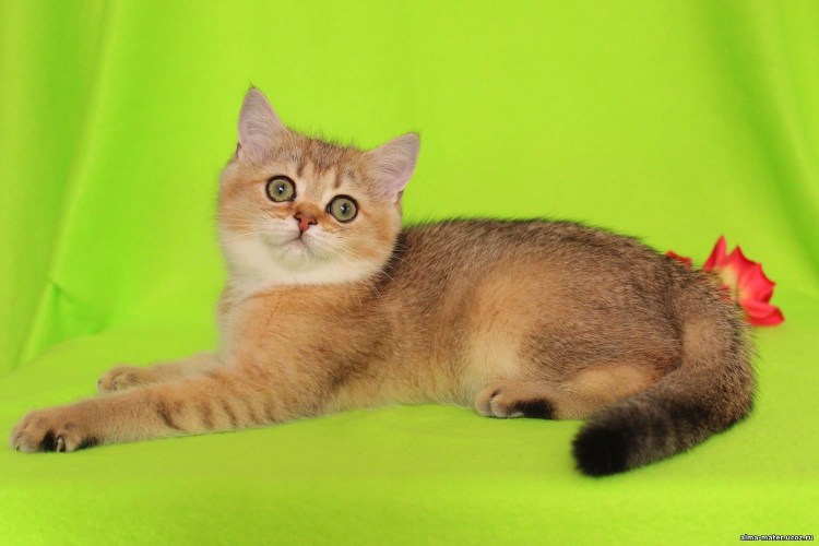 Шотландская скоттиш фолд ny25