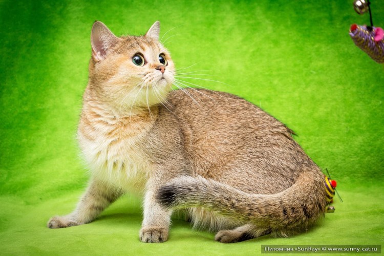 Браун табби тикированный