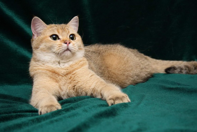 Кот британский тикированный шиншилла ny25