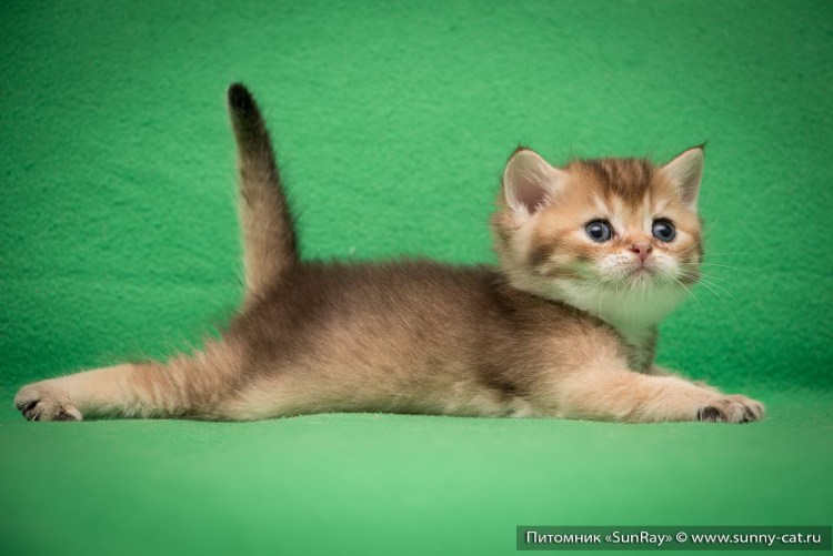 Золотая тикированная шиншилла ny25