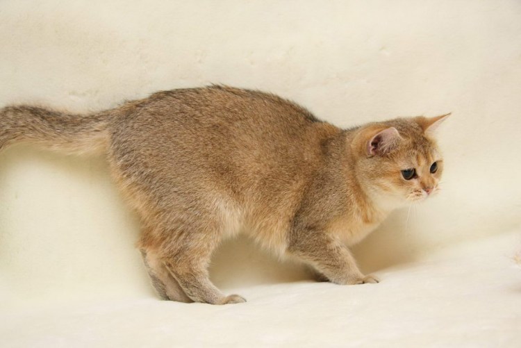 Золотая шиншилла тикированная Bri NY 25