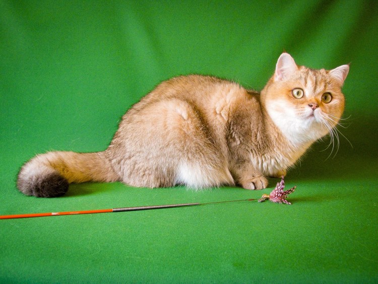 Британская тикированная шиншилла ny25