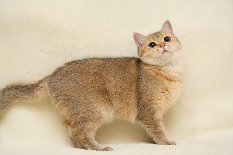 Британская тикированная шиншилла