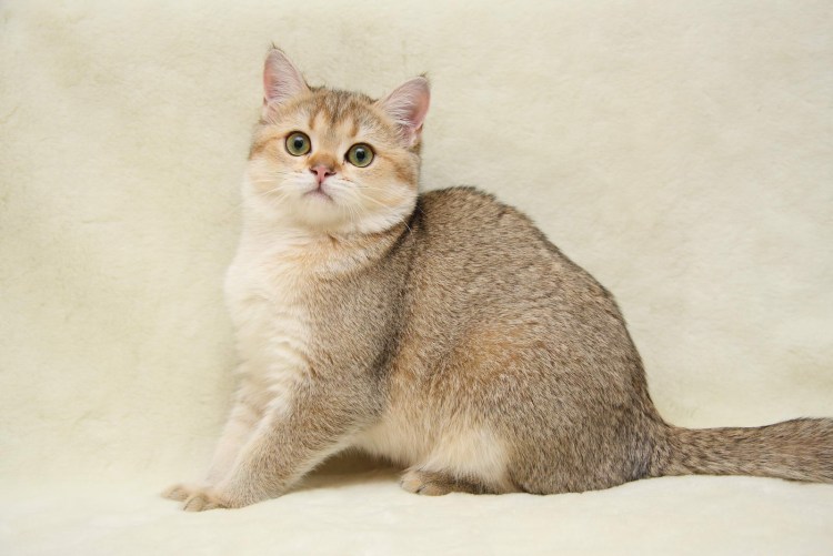 Золотая тикированная шиншилла