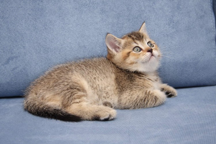 Тикированный черное золото