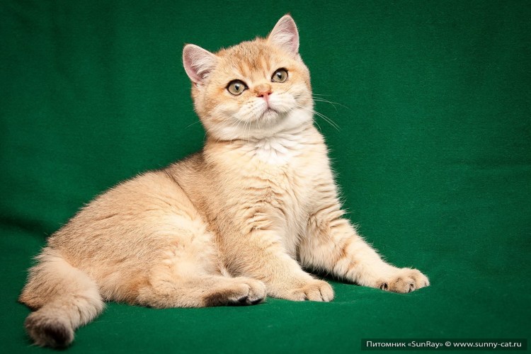 Британская кошка ny25