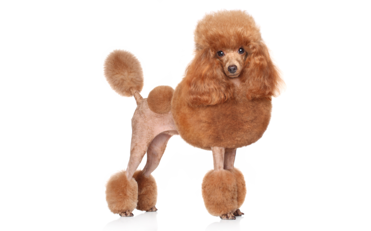 Королевский пудель