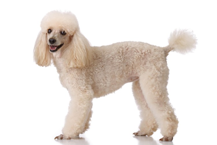 Пудель на белом фоне