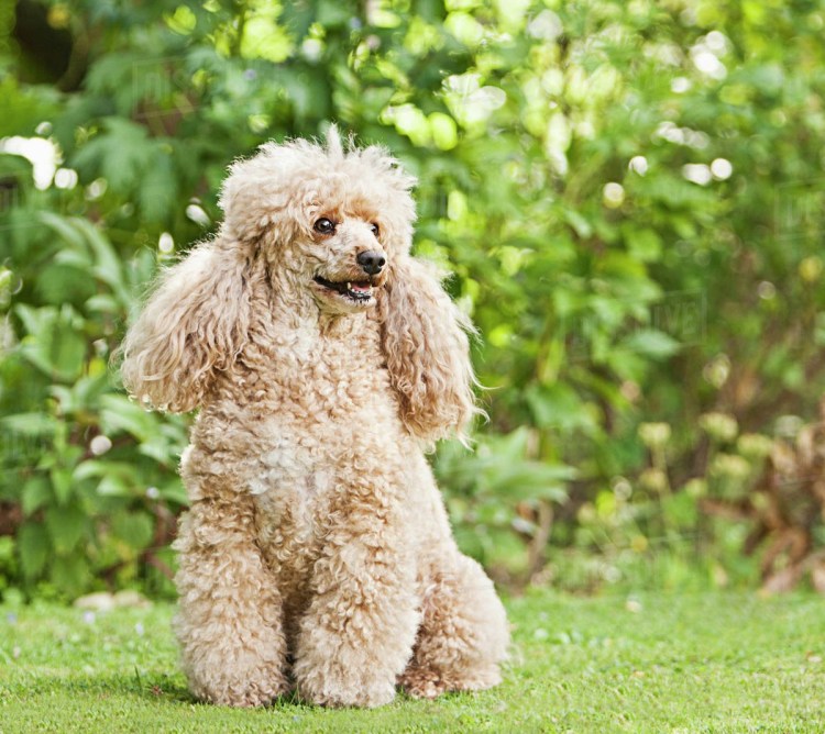 Пудель раскраска для детей