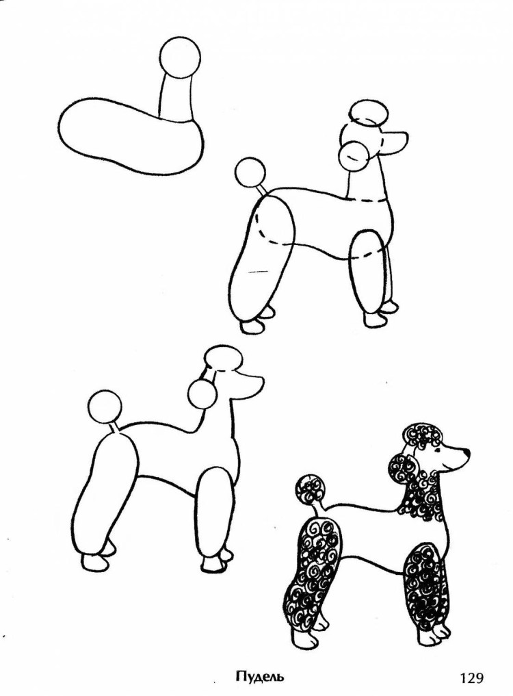 Рисование с дошкольниками пудель