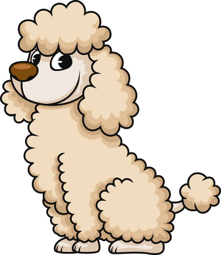 Малый пудель