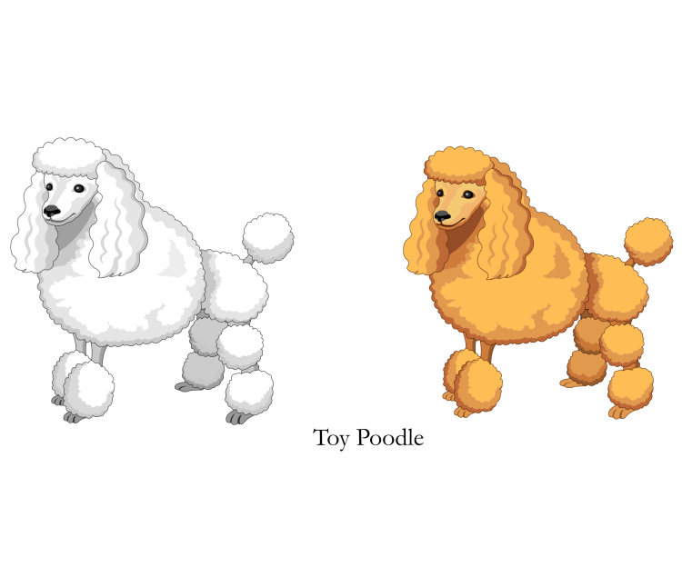 Карликовый пудель мальтипу